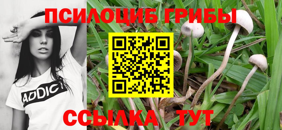 Галлюциногенные грибы ЛСД  Галлюциногенные грибы Psilocybine cubensis  Вход с VPN  Сосновый Бор 